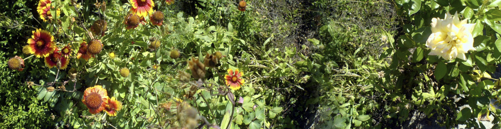 LifeTimeEurope06-053